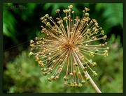 26th Jul 2019 - Bursting Seed Heads And Incidental Spider's Web (best viewed large on black)