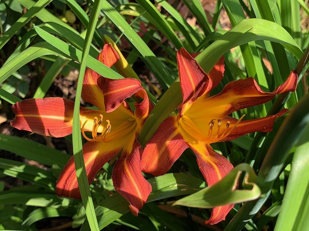 Day lillies in the sun by 365projectmaxine