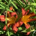 Day lillies in the sun by 365projectmaxine