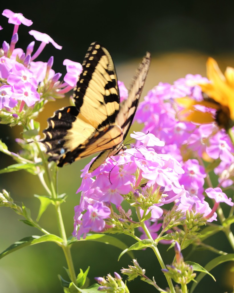 July 26: Swallowtail Butterfly by daisymiller