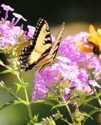 26th Jul 2019 - July 26: Swallowtail Butterfly