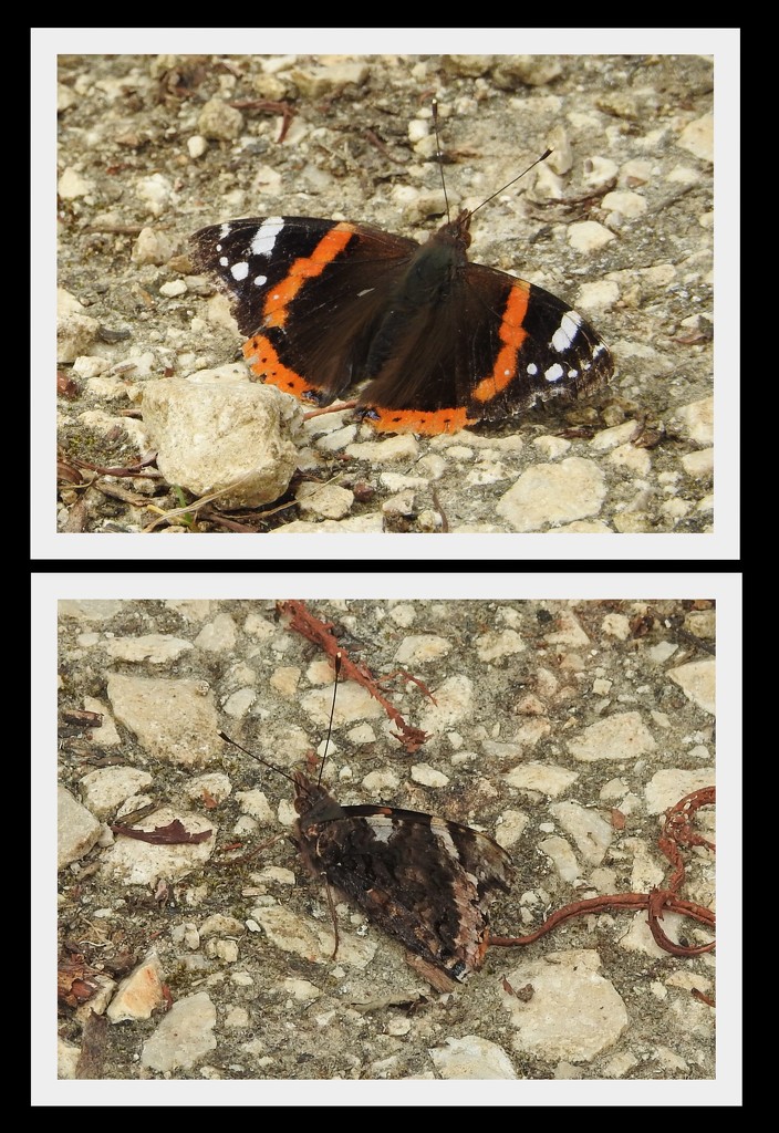 Red Admiral by oldjosh