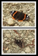18th Jul 2019 - Red Admiral