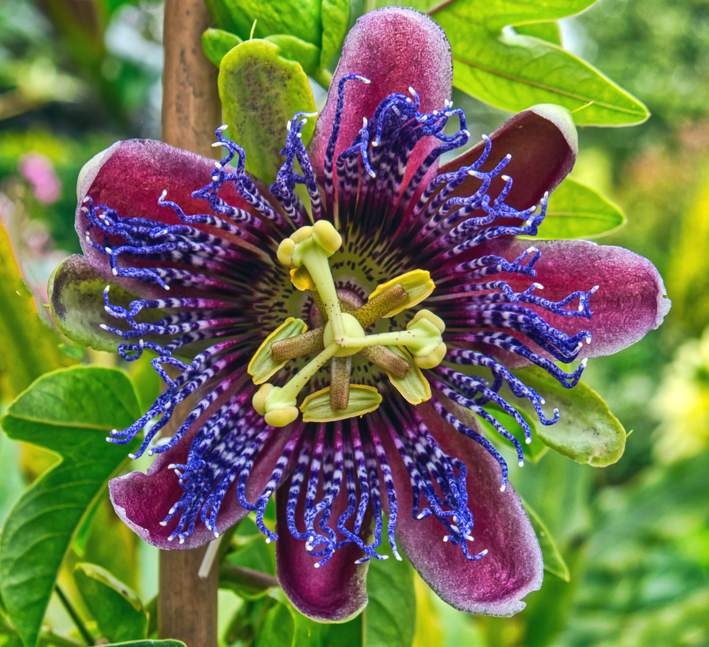 Colourful Passion Flower. by tonygig