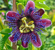 26th Jul 2019 - Colourful Passion Flower.