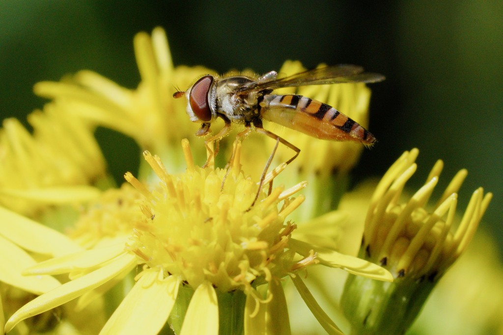 RAGWORT AND HOVER-FLY AGAIN by markp