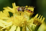 26th Jul 2019 - RAGWORT AND HOVER-FLY AGAIN