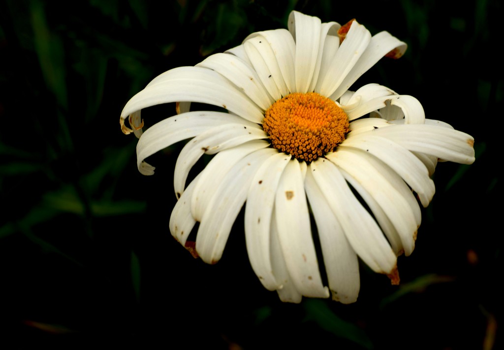 daisy by christophercox