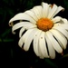 daisy by christophercox