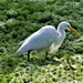 Great Egret ~  Wading Through The Lake  ~ by happysnaps