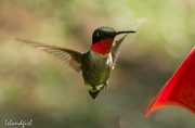 26th Jul 2019 - Ruby-throated Hummingbird