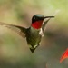 Ruby-throated Hummingbird by radiogirl