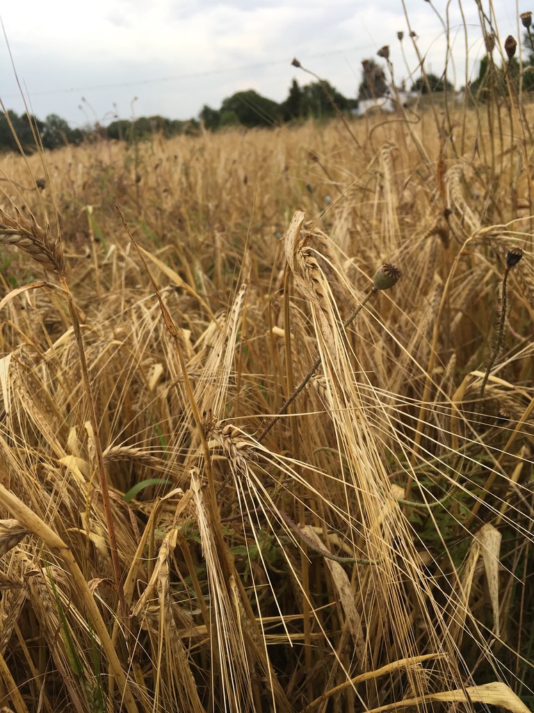 Barleys ripe by 365anne