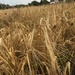 Barleys ripe by 365anne