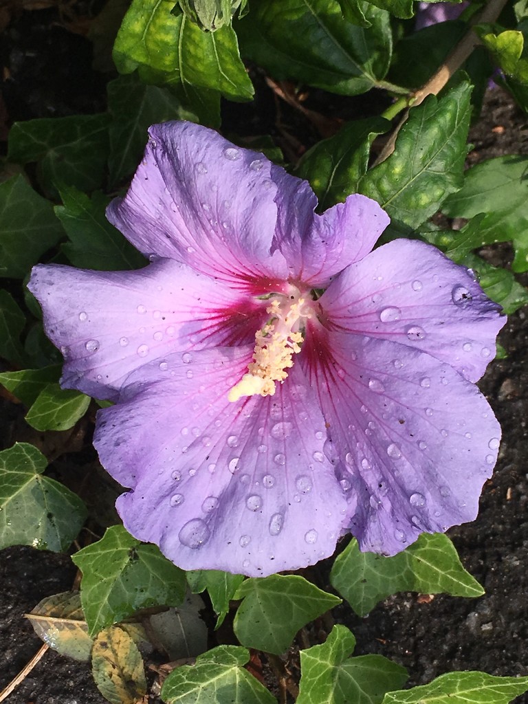 Hibiscus and raindrops by 365anne