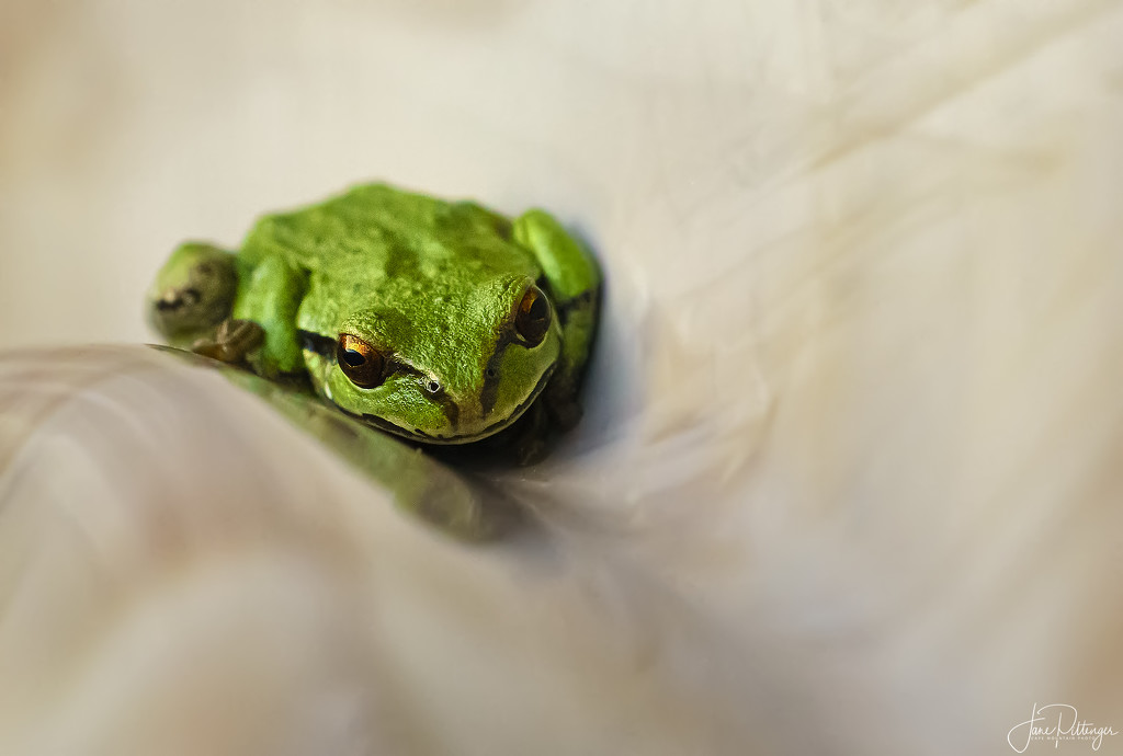 Tree Frog In the Hot Tub by jgpittenger
