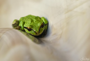 26th Jul 2019 - Tree Frog In the Hot Tub