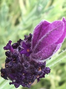 16th Jul 2019 - Lavender Flower