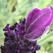 Lavender Flower by cataylor41
