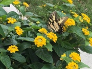 27th Jul 2019 - The Elusive Butterfly of Love