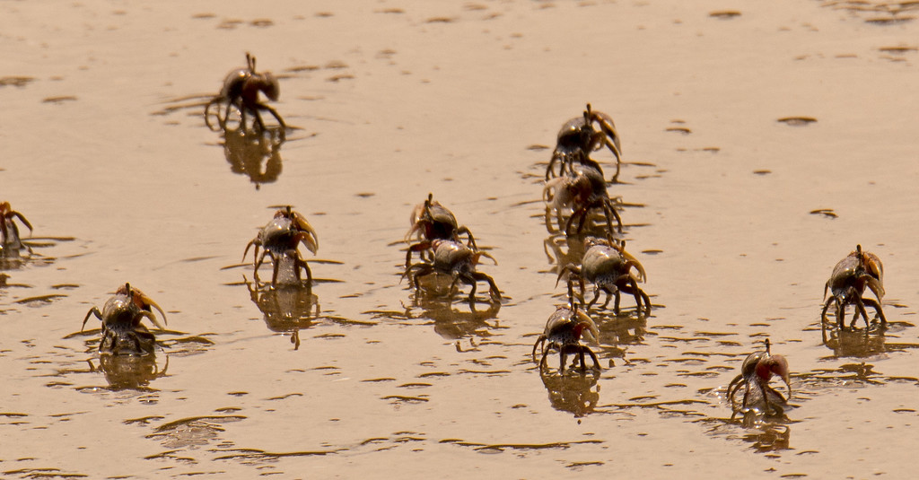 Invasion of the Fiddler Crabs! by rickster549