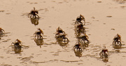 26th Jul 2019 - Invasion of the Fiddler Crabs!