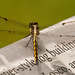 Dragonfly Reading the Sign! by rickster549