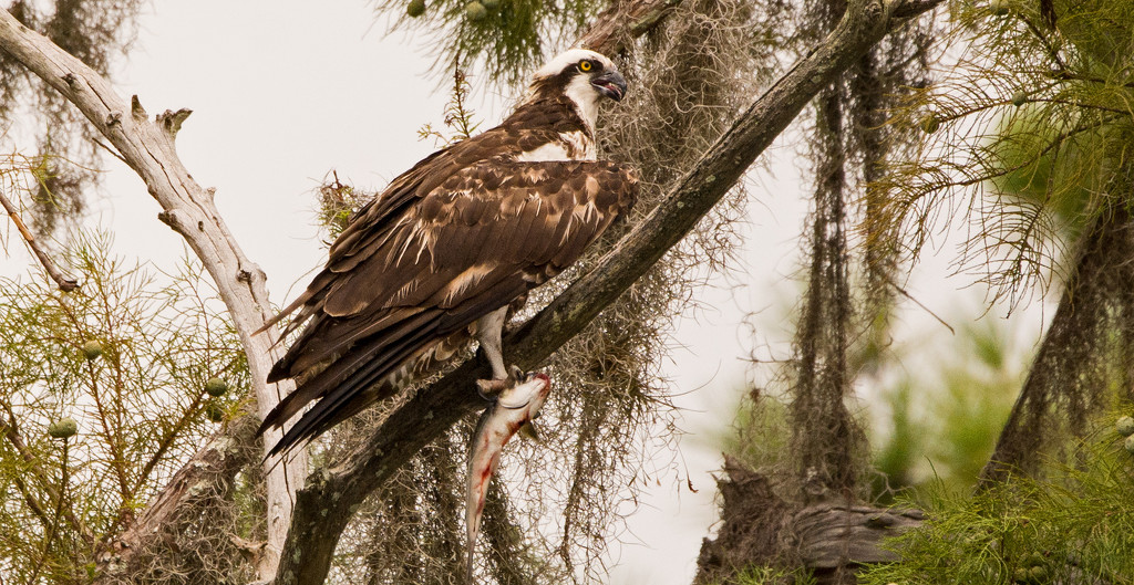 Another Osprey! by rickster549
