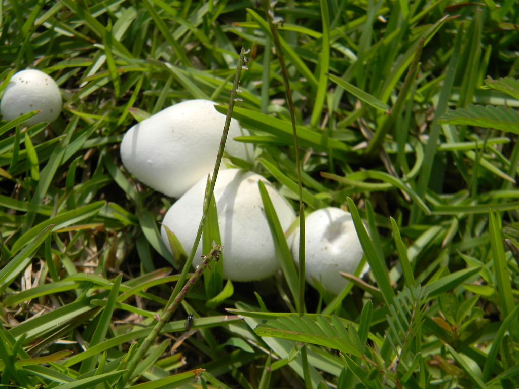Mushrooms by sfeldphotos