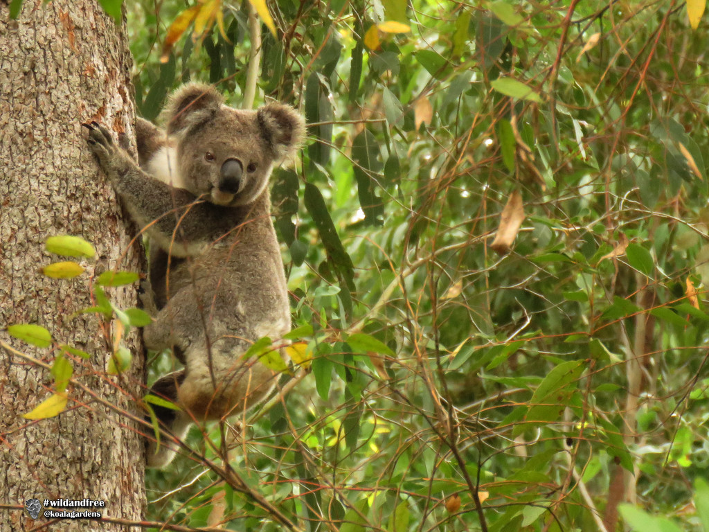 ready, steady, leap ... by koalagardens