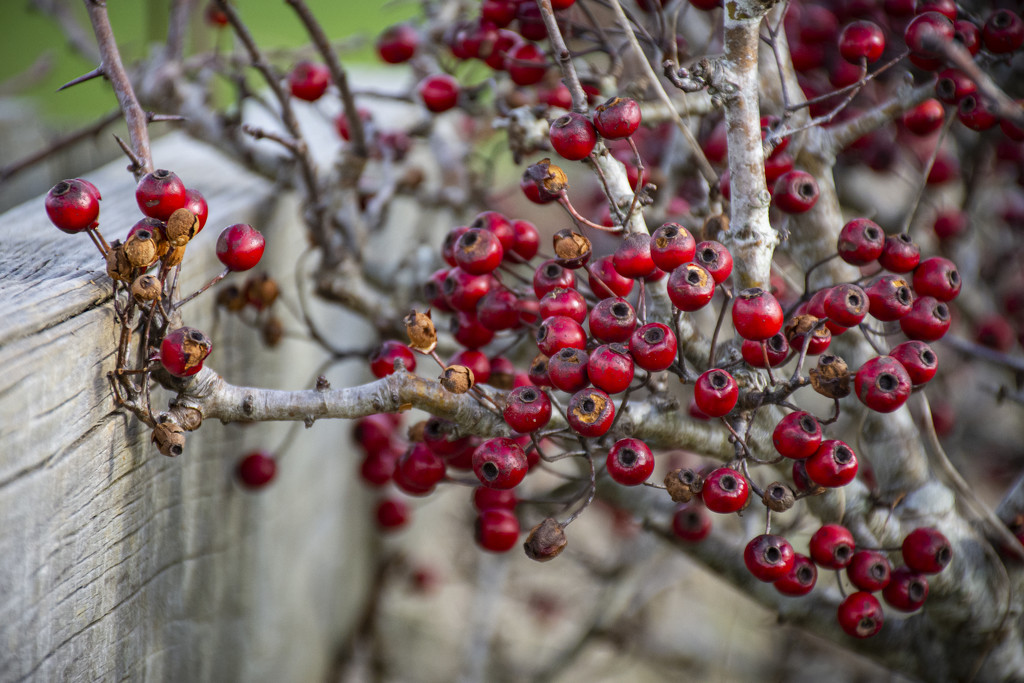 Winter Berries by nickspicsnz