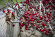 24th Jul 2019 - Winter Berries