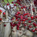 Winter Berries by nickspicsnz