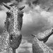 The Kelpies - a different perspective by jamibann