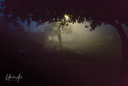 27th Jul 2019 - early morning fog