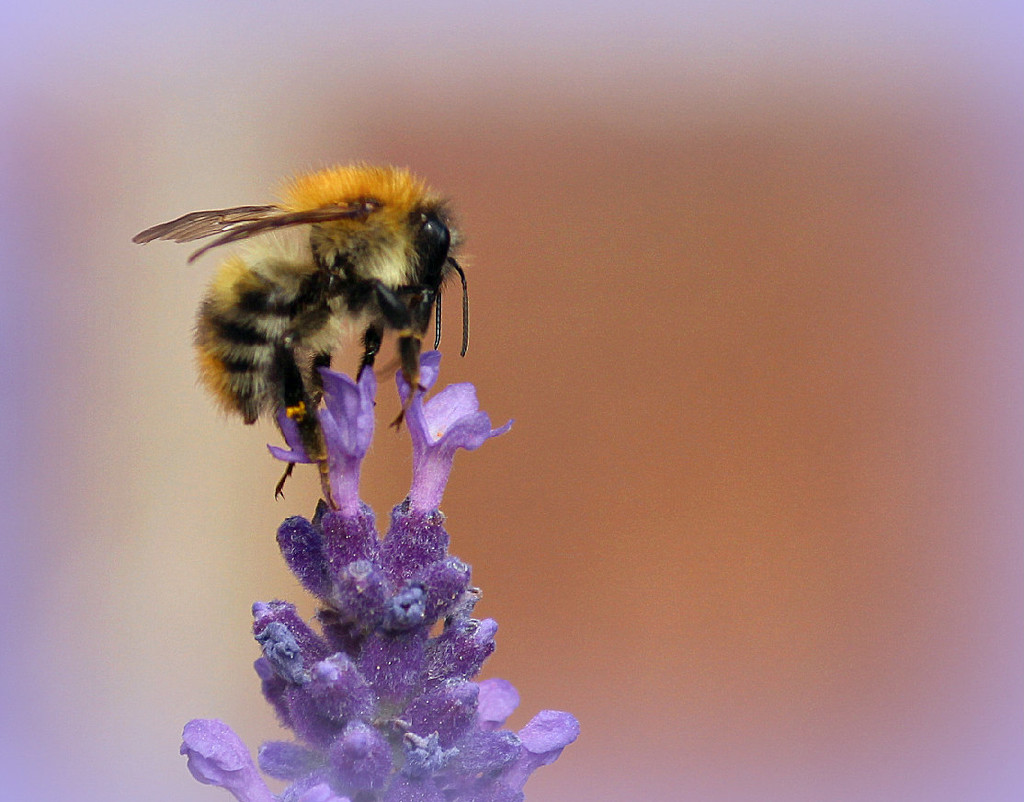 Busy Bee. by wendyfrost