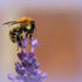 Busy Bee. by wendyfrost