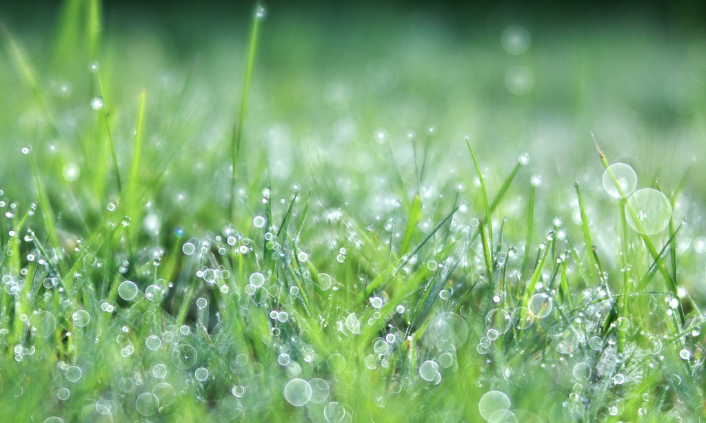 Cool Wet Grass by motherjane
