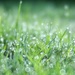 Cool Wet Grass by motherjane
