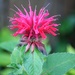 July 27: Bee Balm by daisymiller