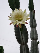 13th Jul 2019 - Cactus in Bloom