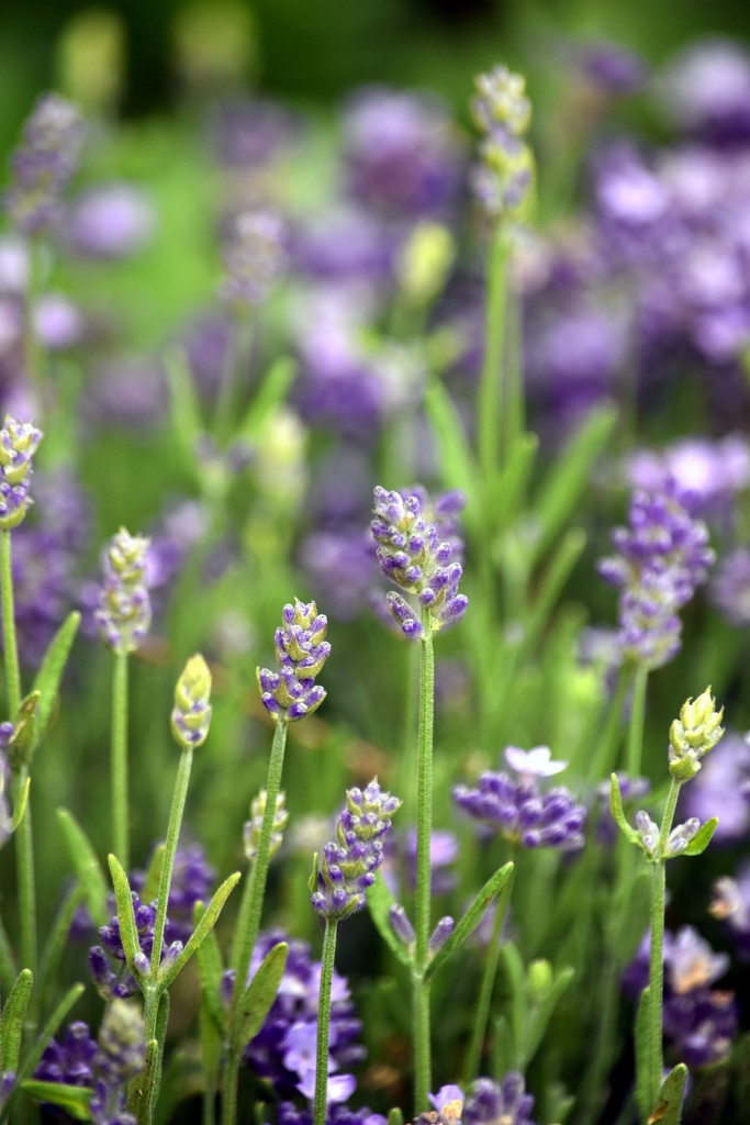 Lavender Fields Forever by genealogygenie