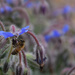 Bee in borage by parisouailleurs