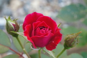 27th Jul 2019 - By any other name it is a rose