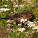 Juvenile Blackbird by lifeat60degrees