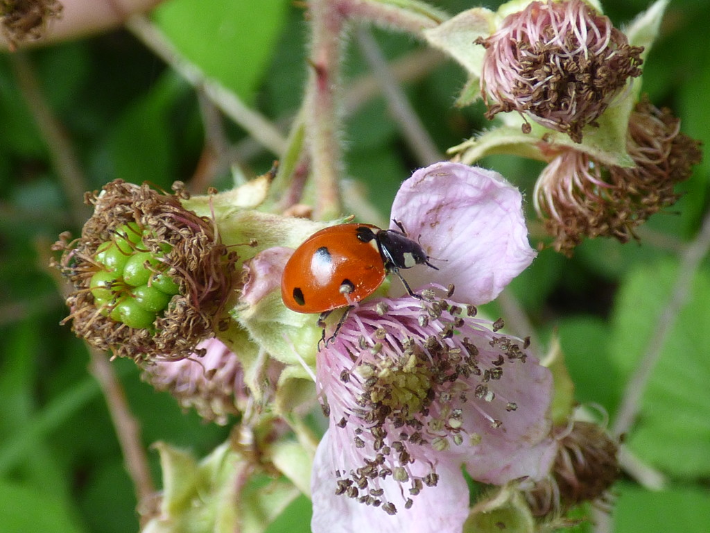Seven Spot Ladybird by julienne1