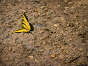 27th Jul 2019 - Yellow Swallow Tail Butterfly