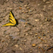 Yellow Swallow Tail Butterfly by samae