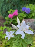 27th Jul 2019 - The fragrance of lilies