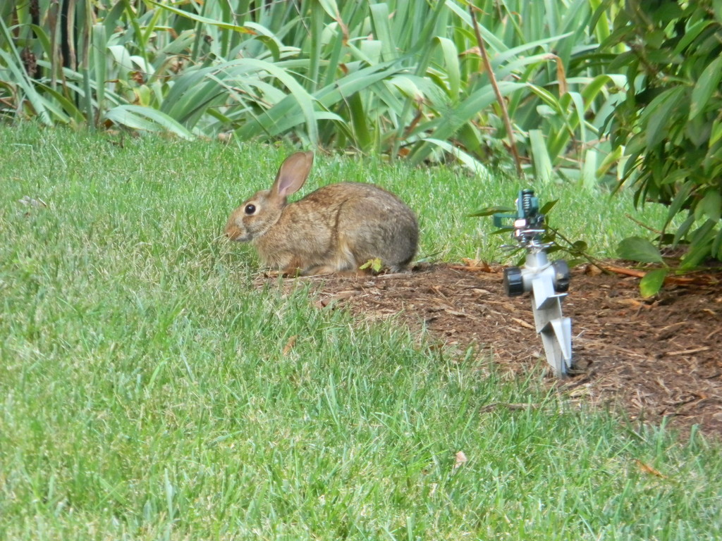 Rabbit Eating Grass by sfeldphotos